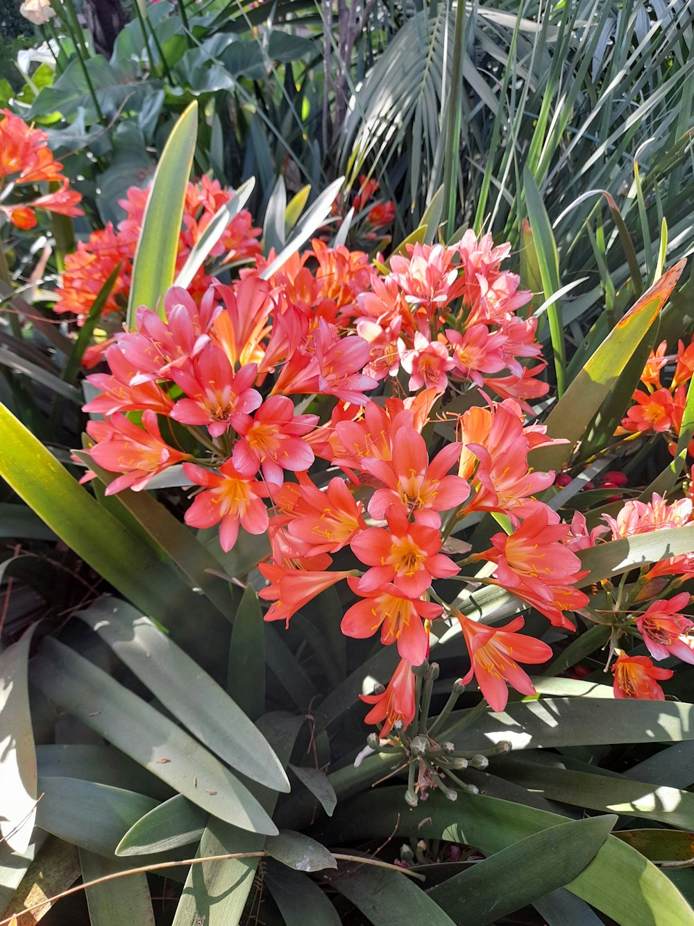 a group of flowers