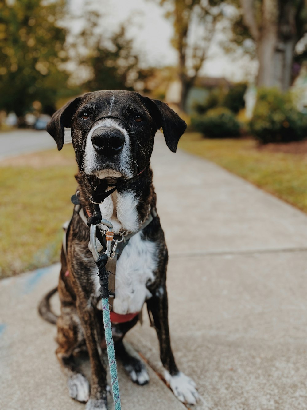 a dog on a leash