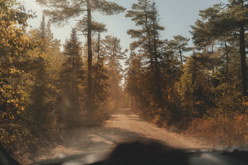 a dirt road with trees on either side of it