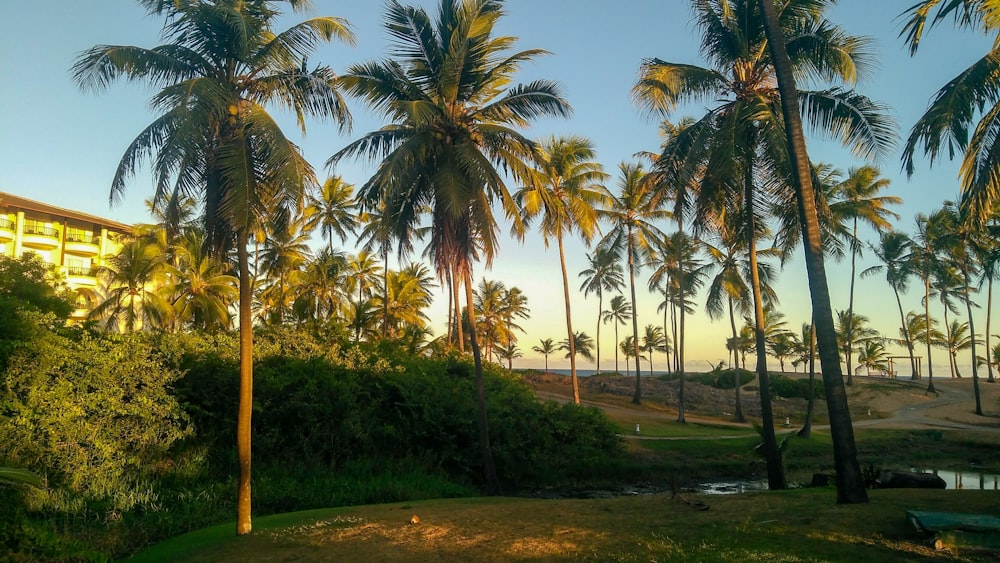 a group of palm trees