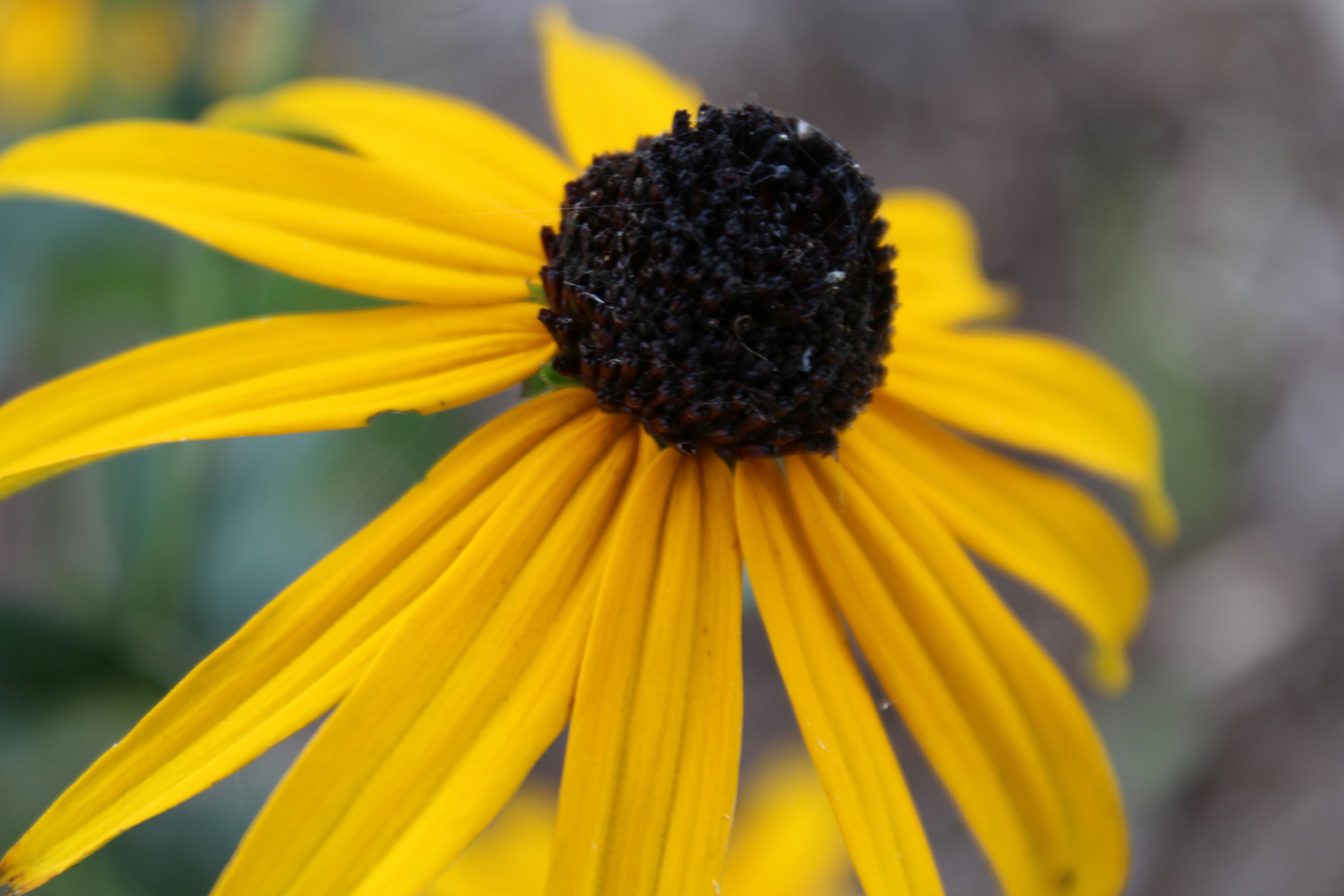 Photo by amaphotosforall