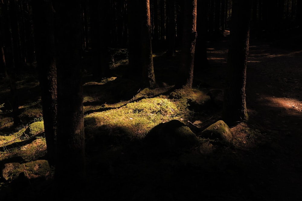 a cave with a light shining through