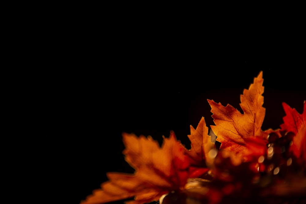 a group of leaves