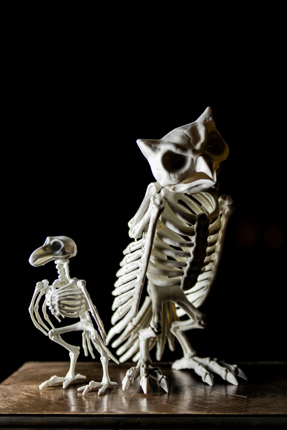 a skeleton of a bird