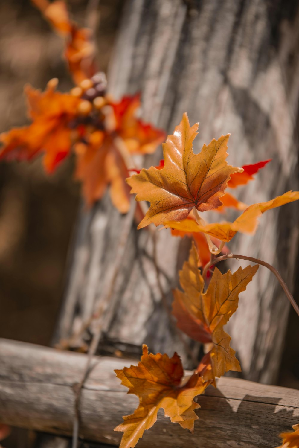 a group of orange leaves