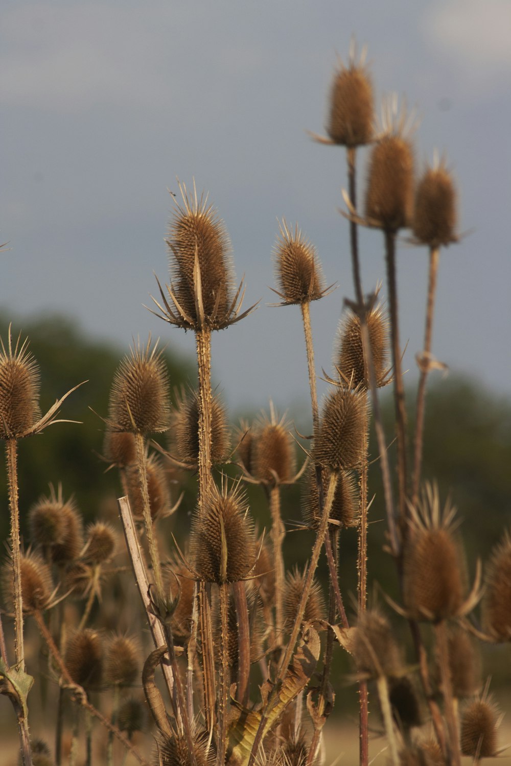 a close-up of a wheat field