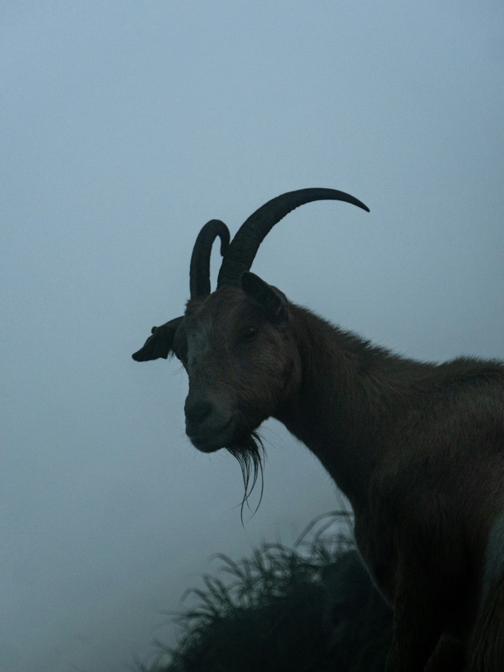 a goat with horns