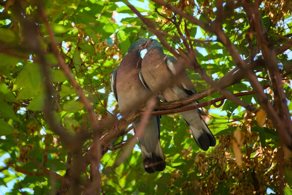 a bird perched on a tree branch