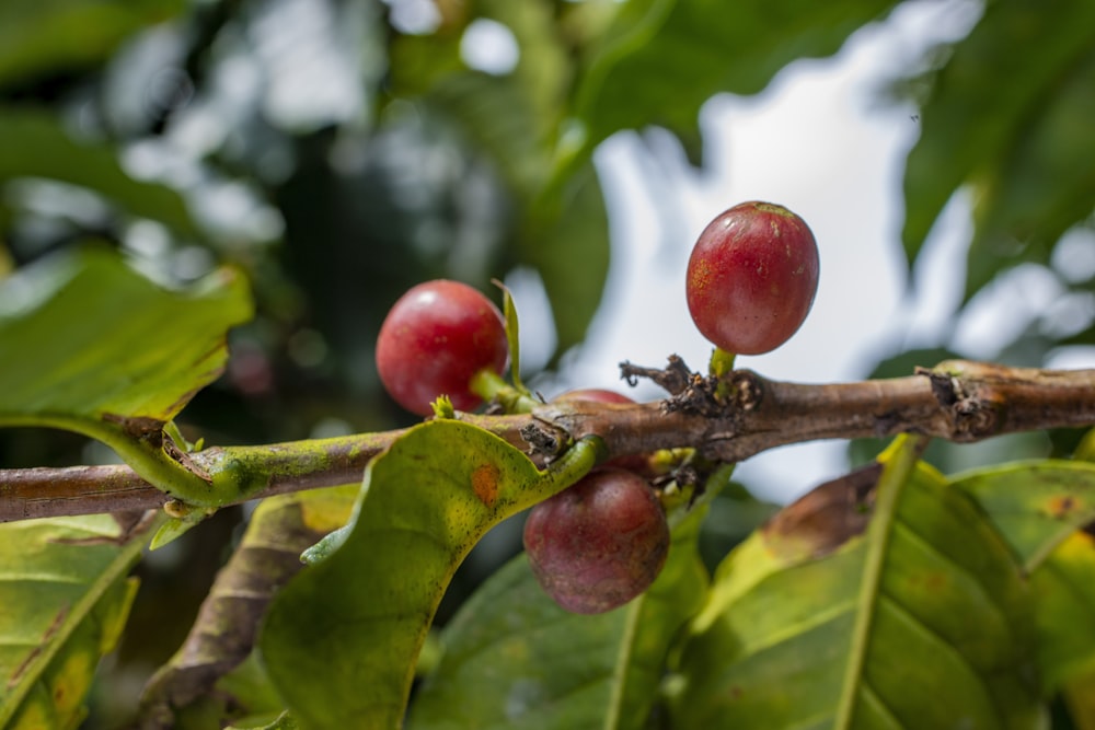 cherries on a tree