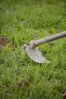 a white snake on a branch