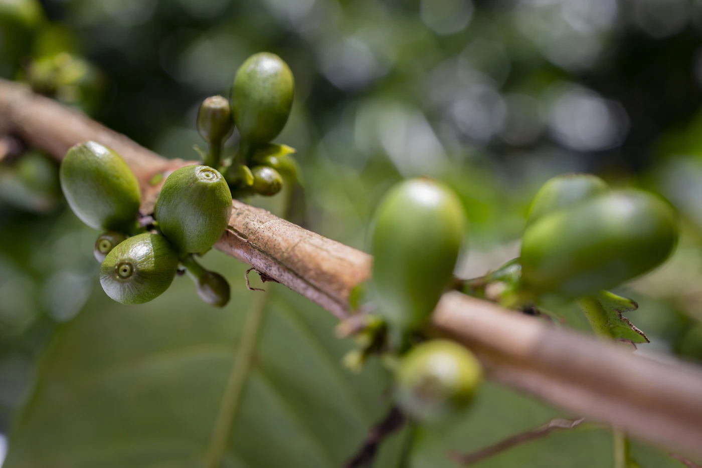 Indian gooseberry in a dark spot serum: a supporting antioxidant, not the main brightening mechanism