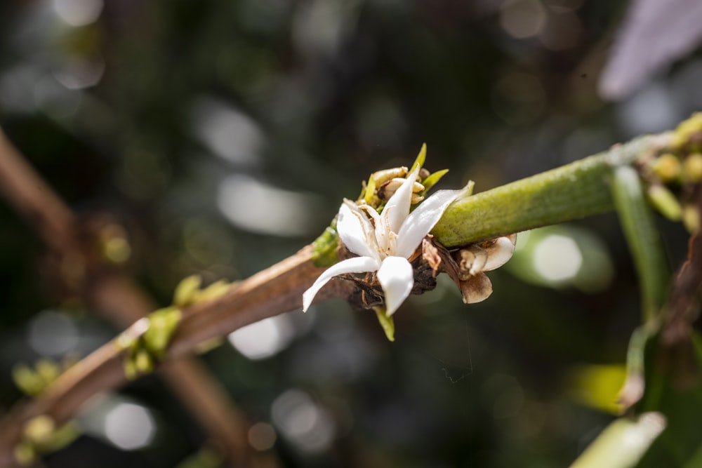 a close up of a flower