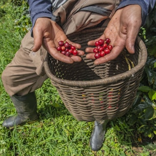 a man holding a basket of coffee cherry