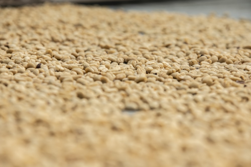 a close up of a pile of grains