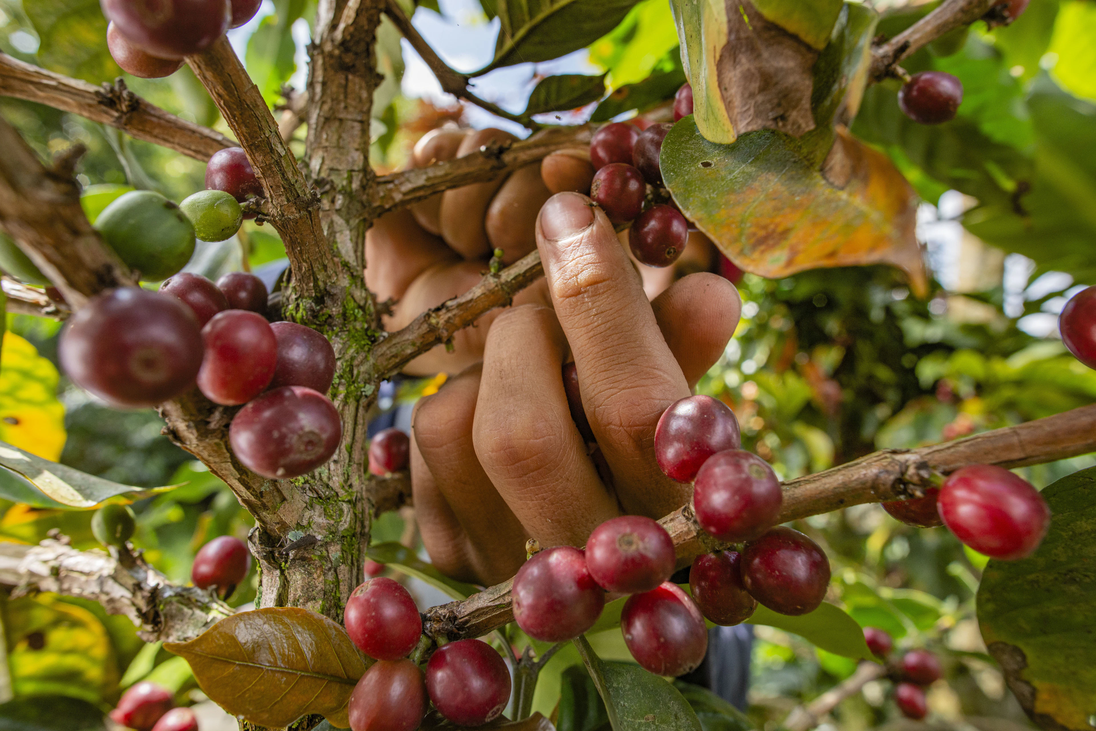 A handful of freshly picked coffee cherries
