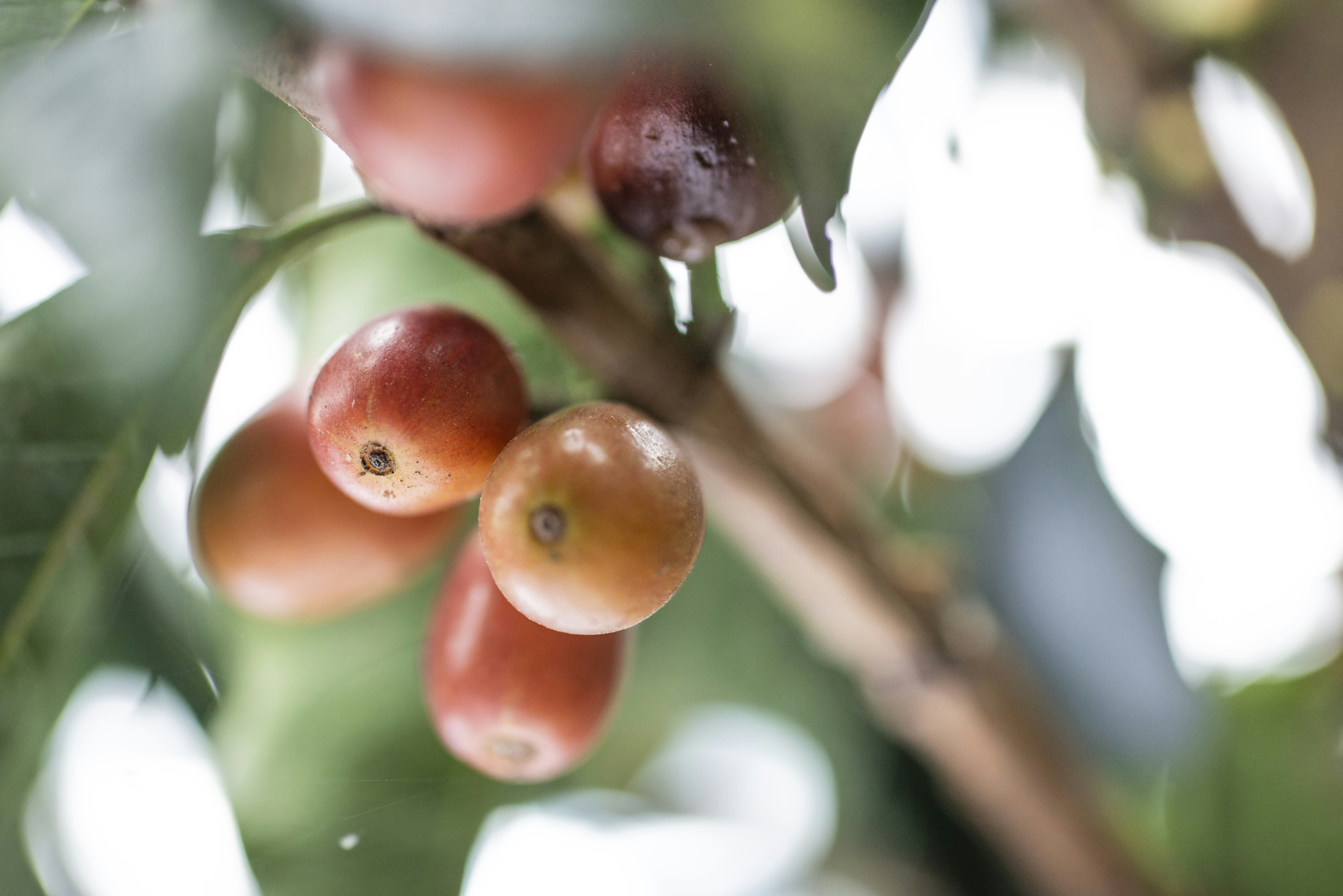 Candy making process