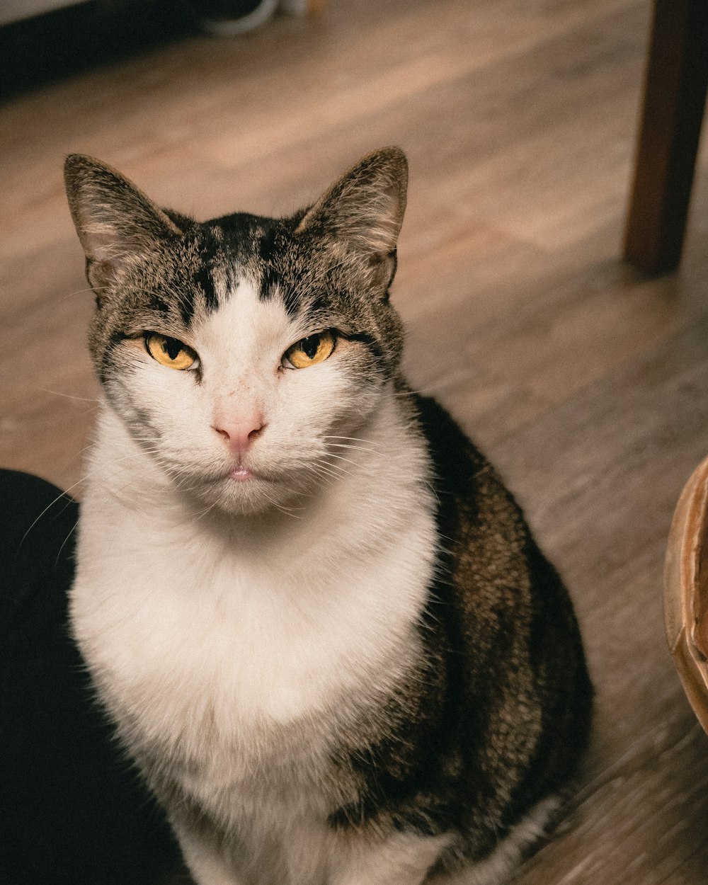 a cat sitting on a wood floor