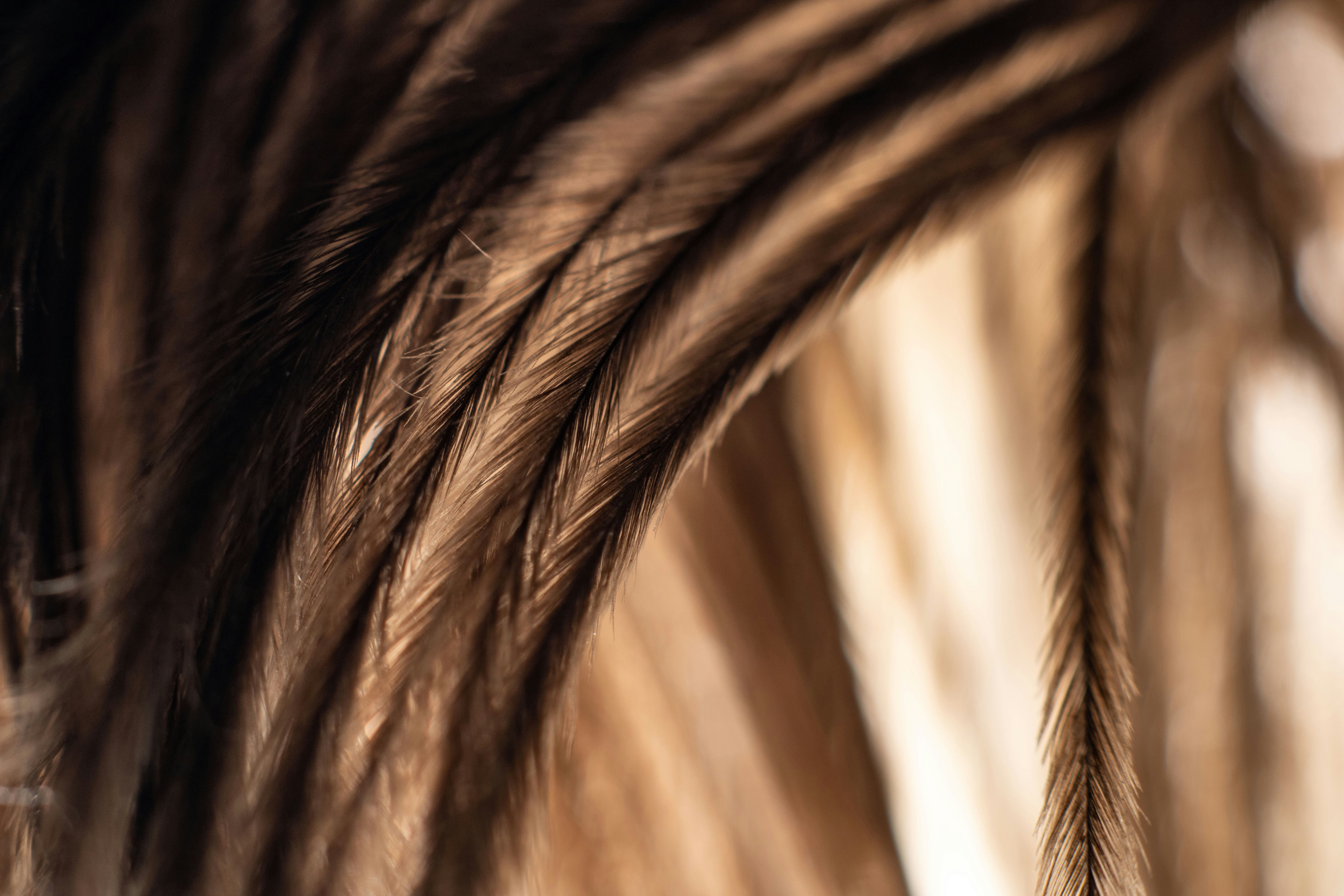 Beautiful close-up Macro shot of orange feathers