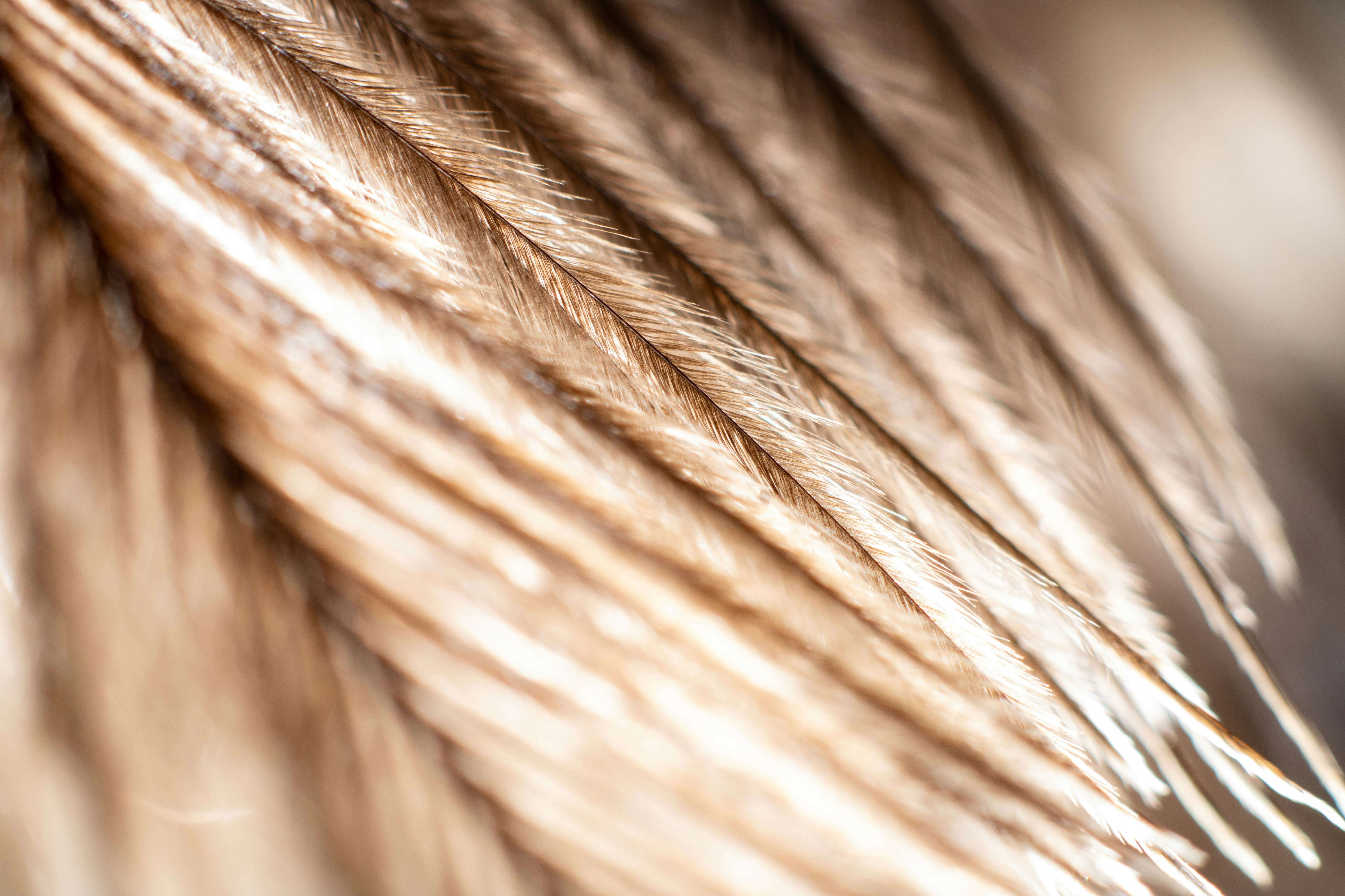Close-up Macro shot of orange feathers