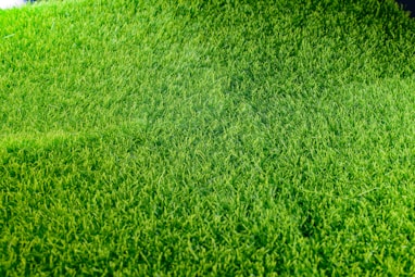 A fine garden lawn