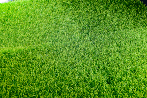 Turf four weeks after installation, showing established roots and even green lawn growth.