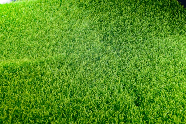 Couch grass fine texture