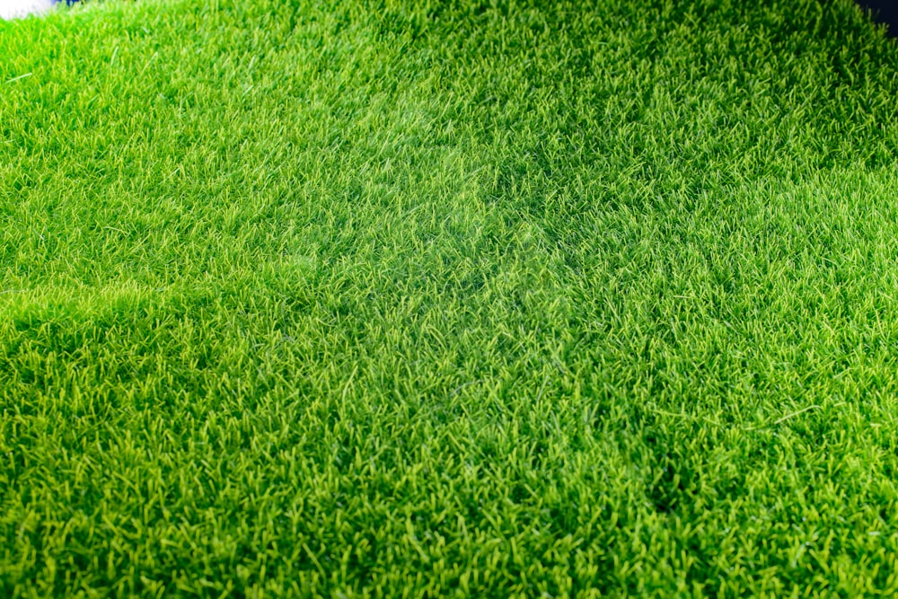 a close-up of some grass