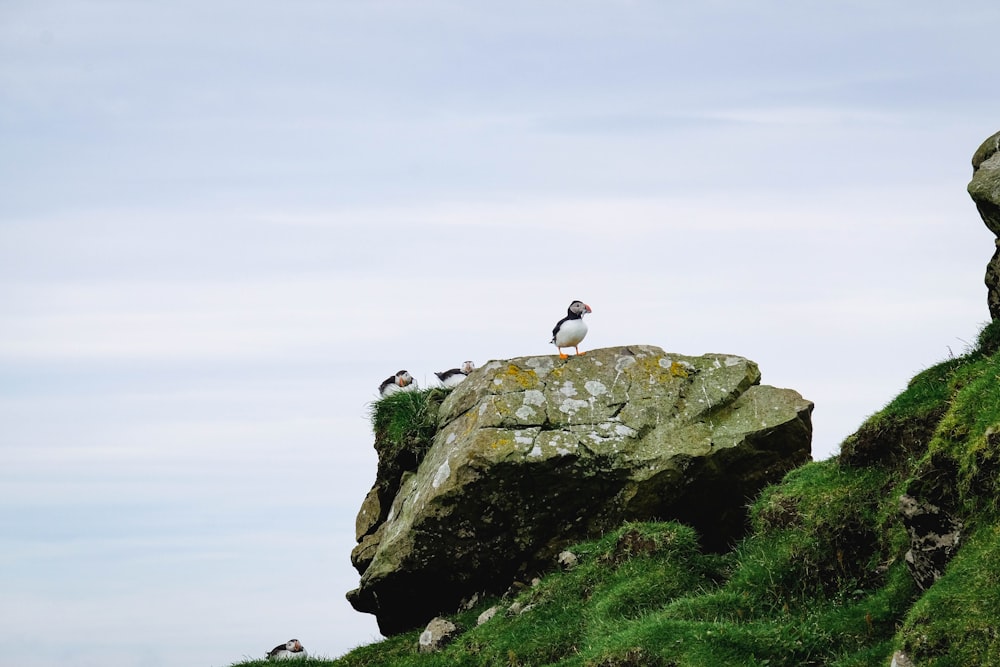 a group of birds on a rock