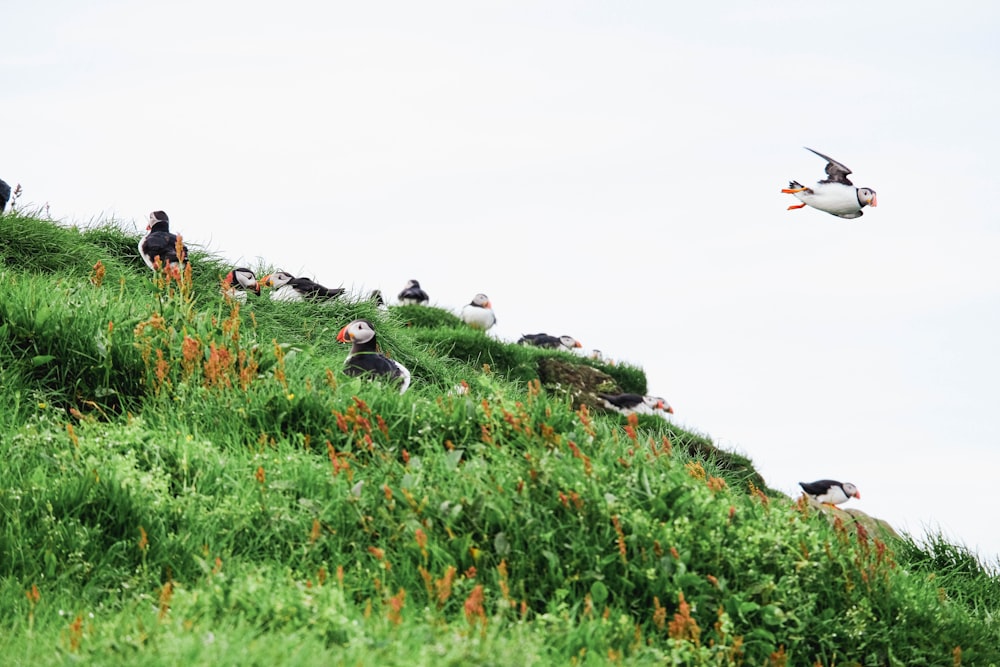 Vögel auf einem Hügel