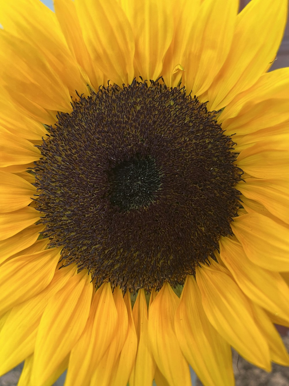 a close up of a sunflower