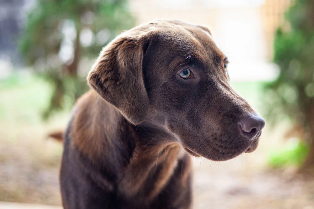 A chocolate Labrador looking upward outdoors