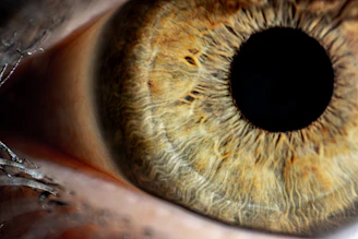 a close up of an eye