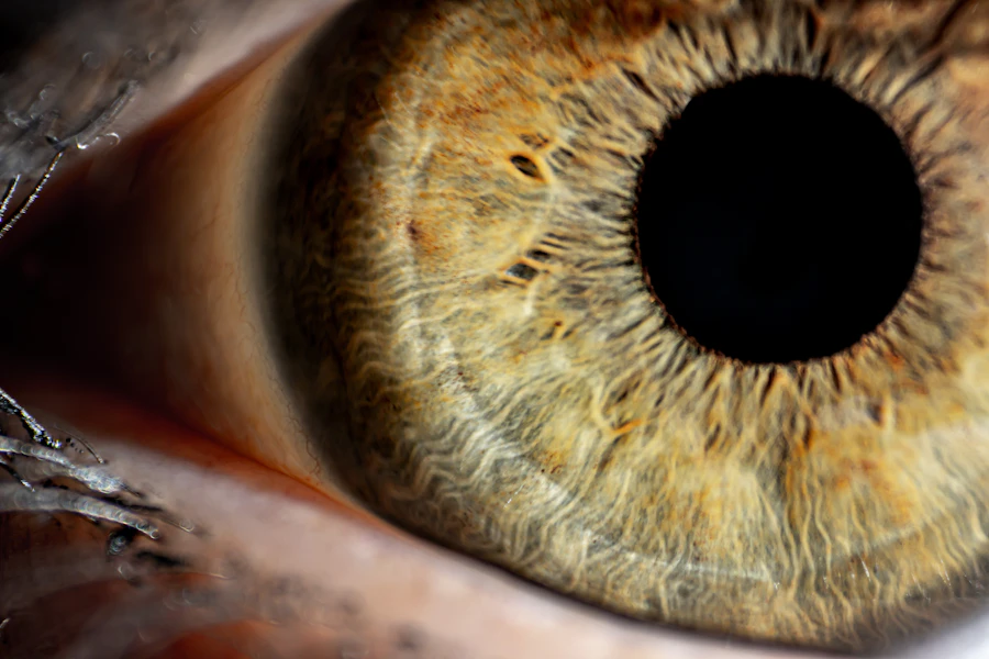 Macro photograph of a green human iris.