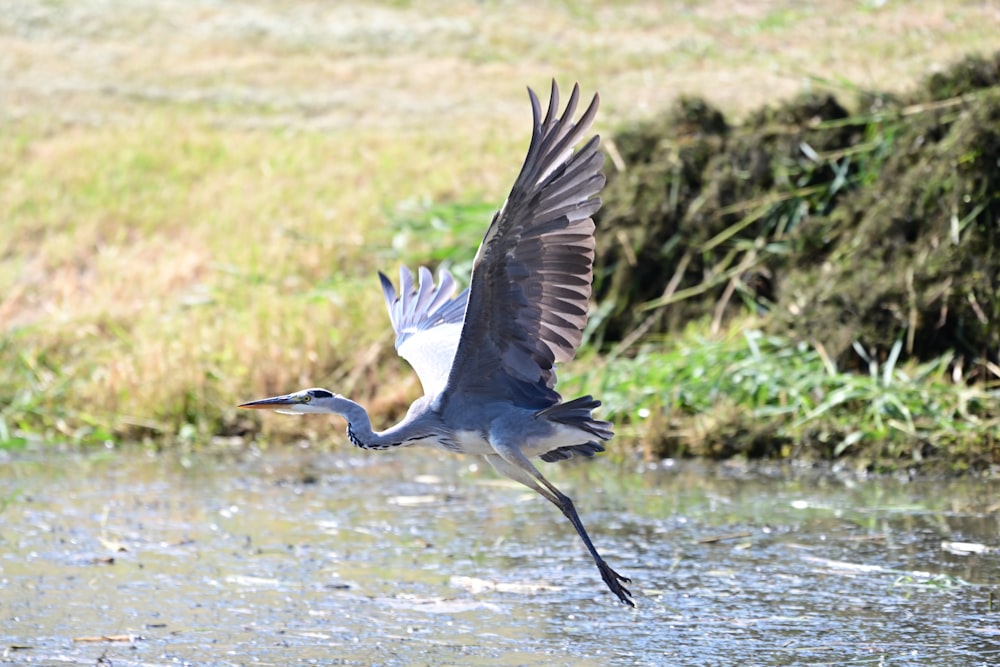 a bird flying over water