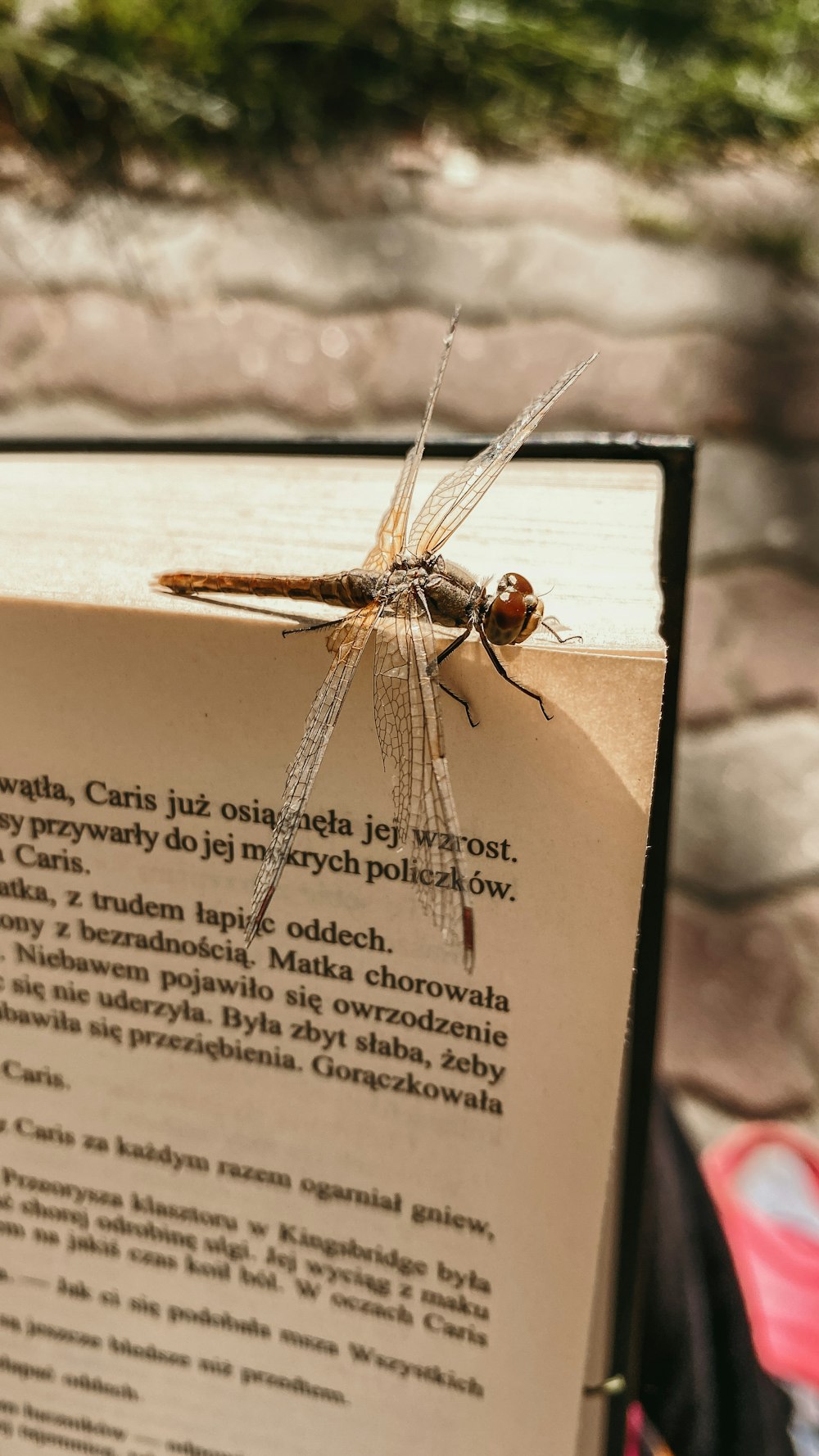 a dragonfly on a book