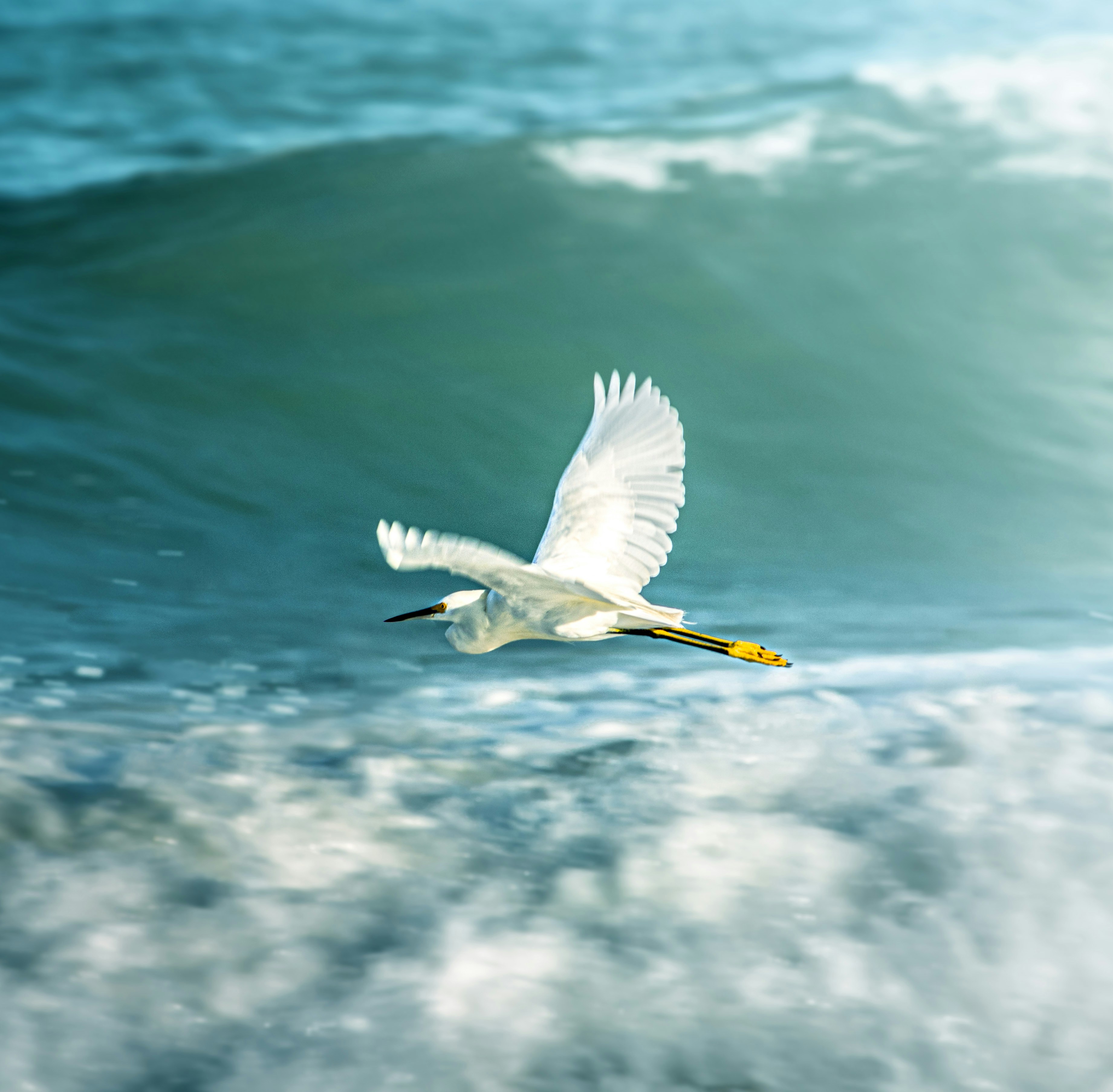 a bird flying over water