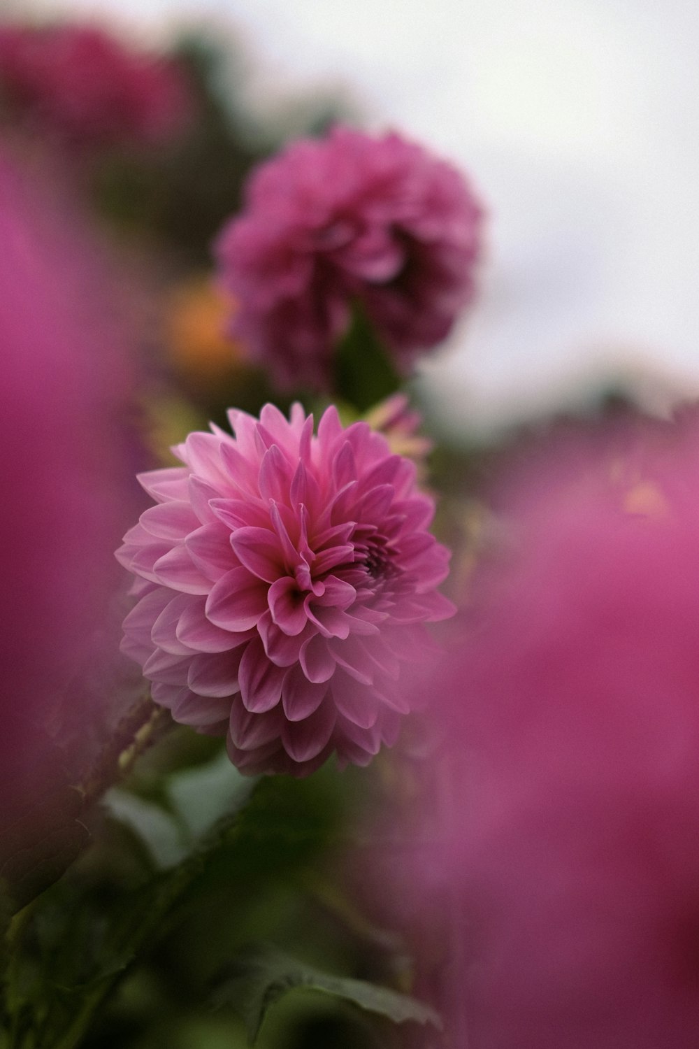 Nahaufnahme einer Blume