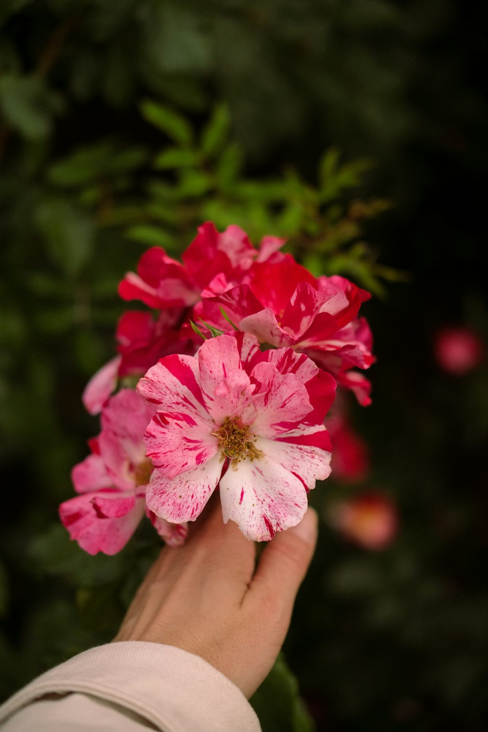 a hand holding a bunch of pink flowers
