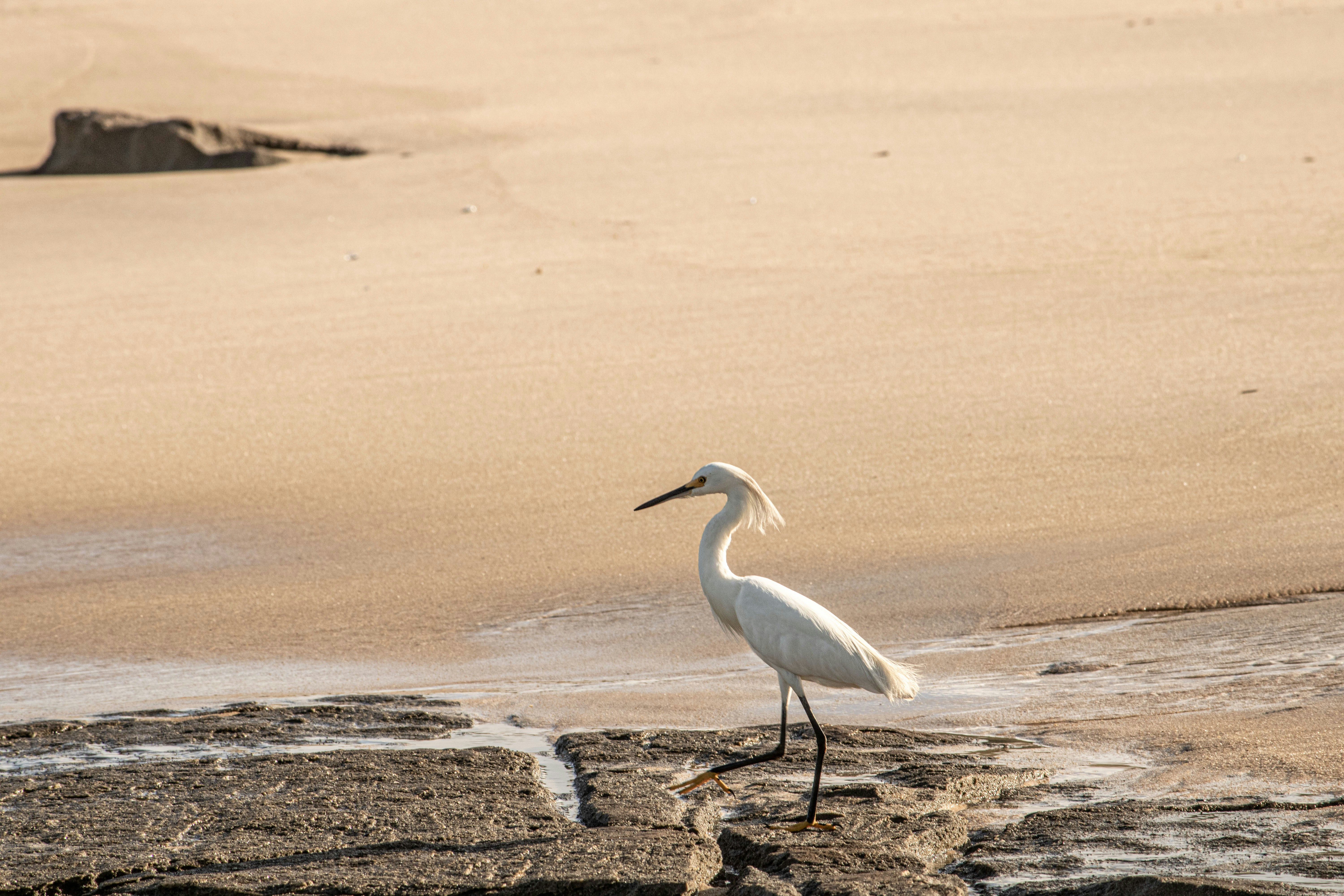 a white bird walking on the beach