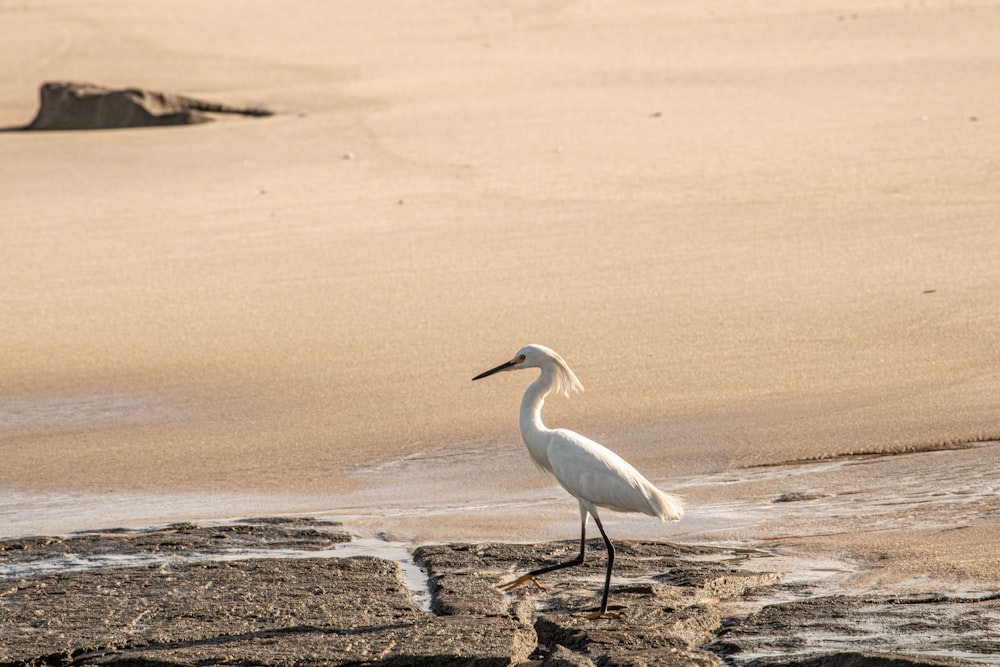 a white bird walking on the beach