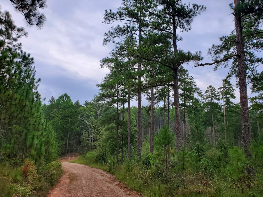 a dirt road through a forest