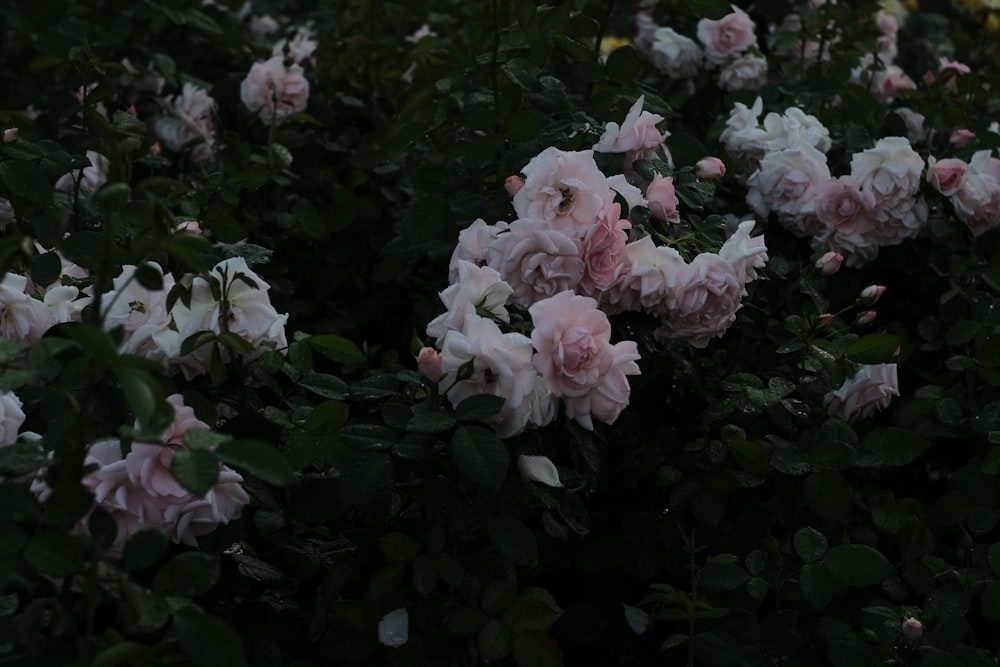 a group of flowers