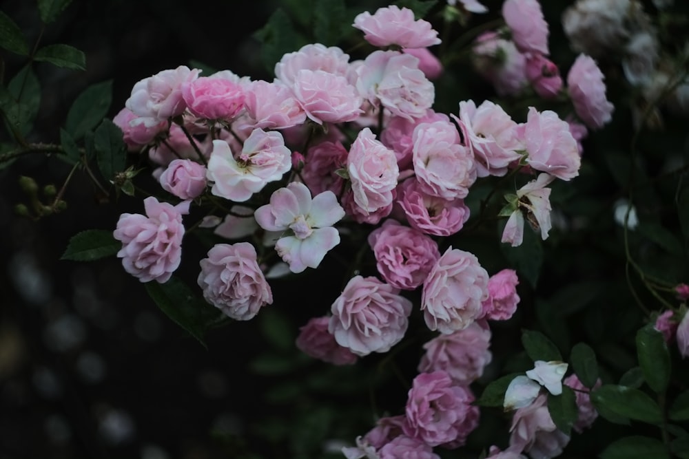 a group of pink flowers