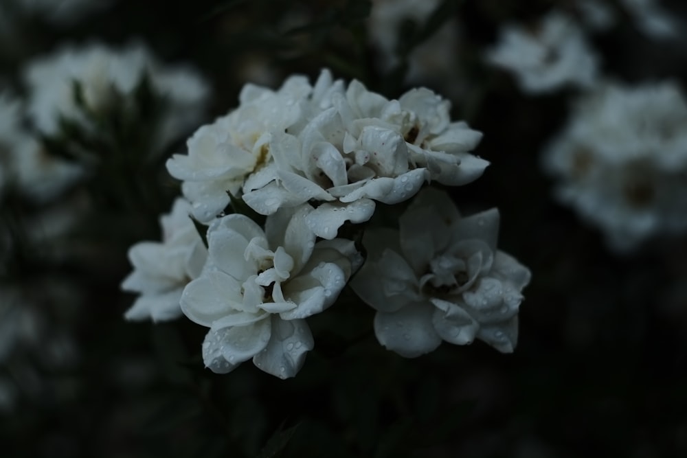 close up of white flowers