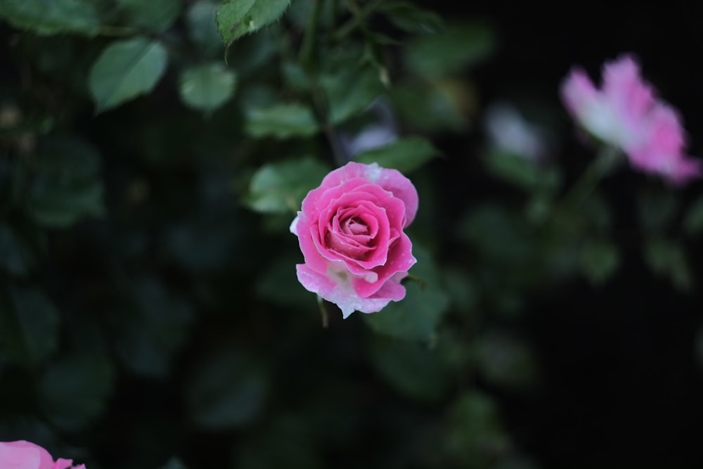 a pink rose with green leaves