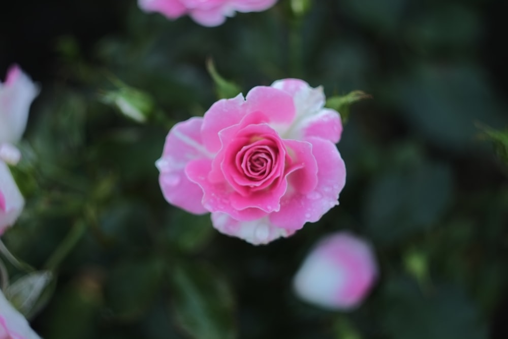 a pink rose with green leaves