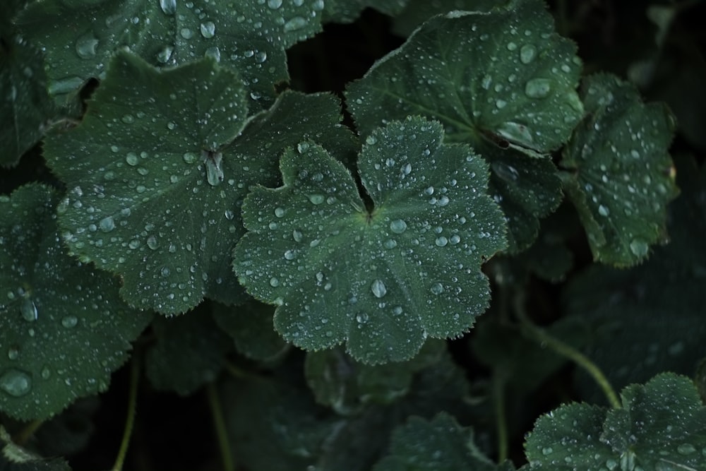 a close up of some leaves