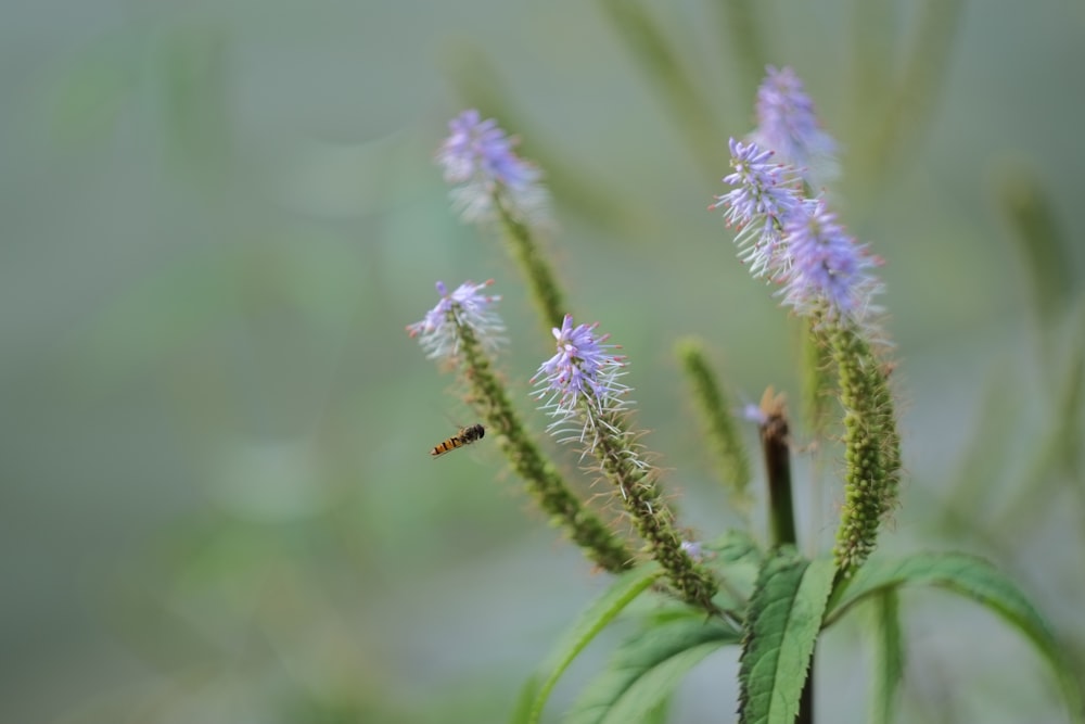 a bug on a flower