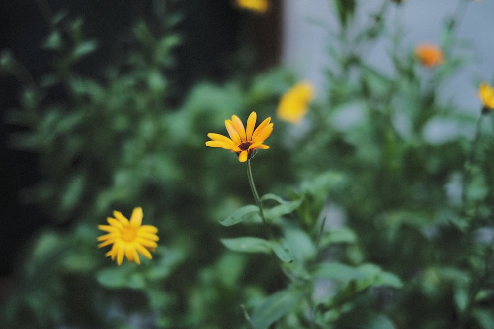 a yellow flower with green leaves