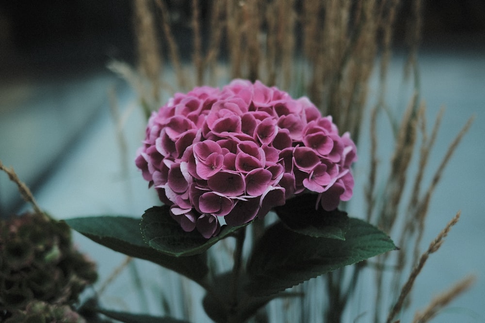 a purple flower with green leaves